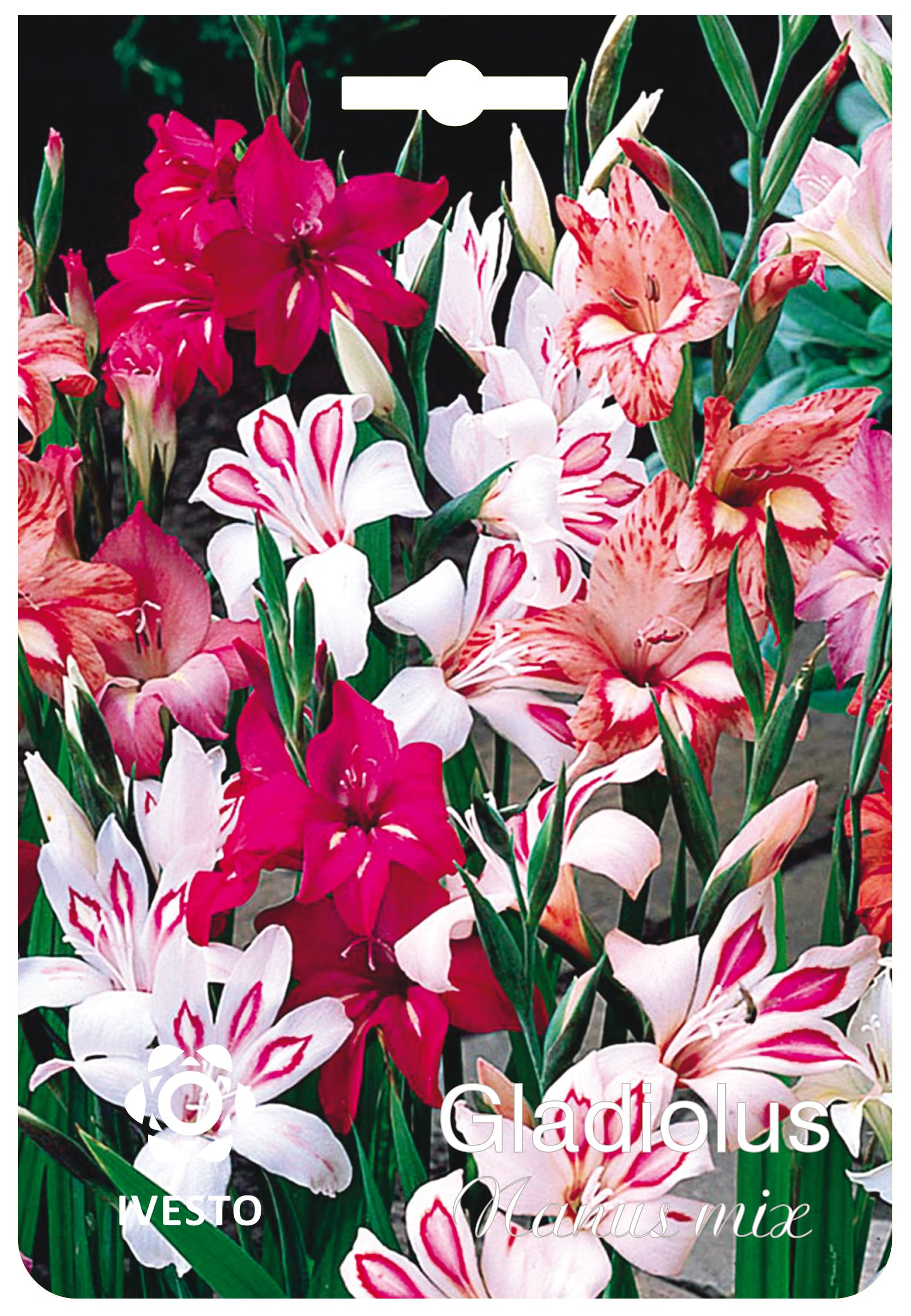 Цветни есенни луковици Gladiolus Nanus mix
