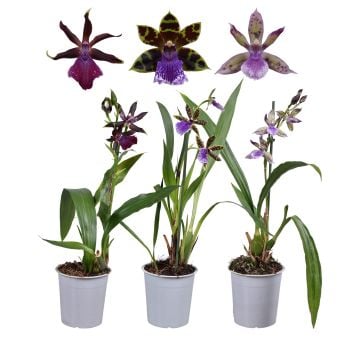 Орхидея Zygopetalum C12