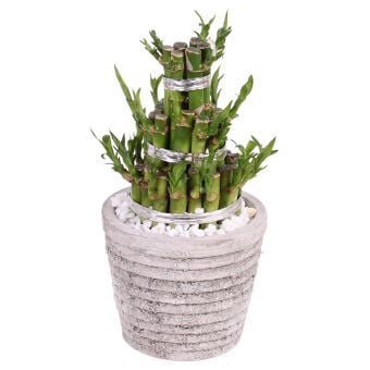 Бамбук в керамична саксия Lucky bamboo C11
