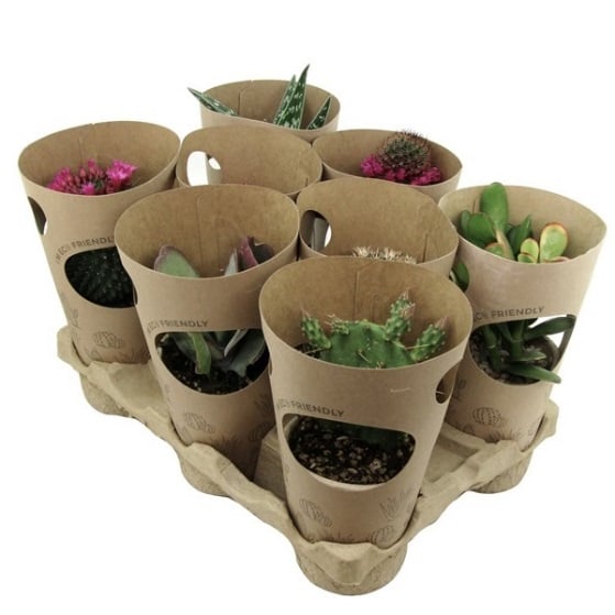 Микс кактуси Cactus tube С10,5