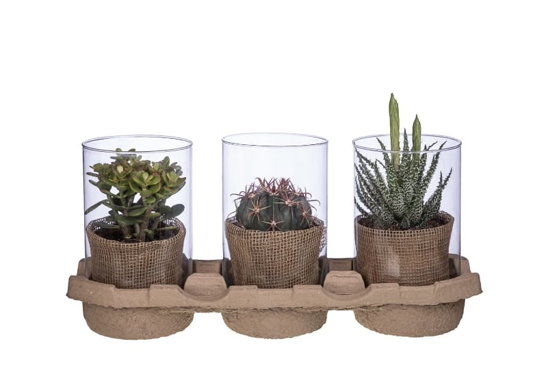 Микс кактуси аранжировка цилиндър Cactus glass cylinder С15