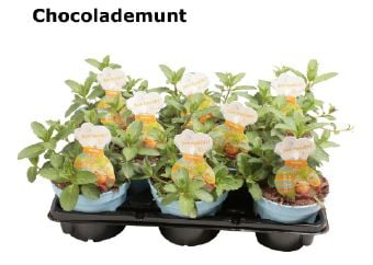 Шоколадова мента Mentha chocolate C12