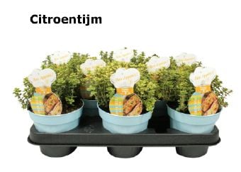 Maщерка Thymus citriodorus C12