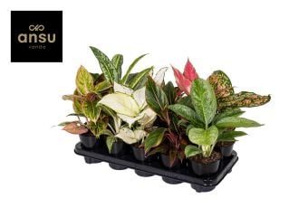Аглаонема Aglaonema C12