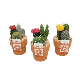 Кактус теракота Cactus terrakota C11