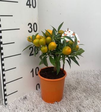 Цитрус Кумкуат Citrus Kumquat C12