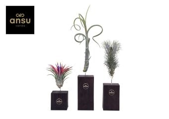 Тиландсия дървена стойка Tillandsia wood trio