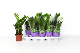 Замиокулкас Zamioculcas C12