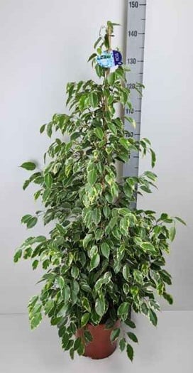 Фикус бенджамин Ficus benj. golden king C27 / H150
