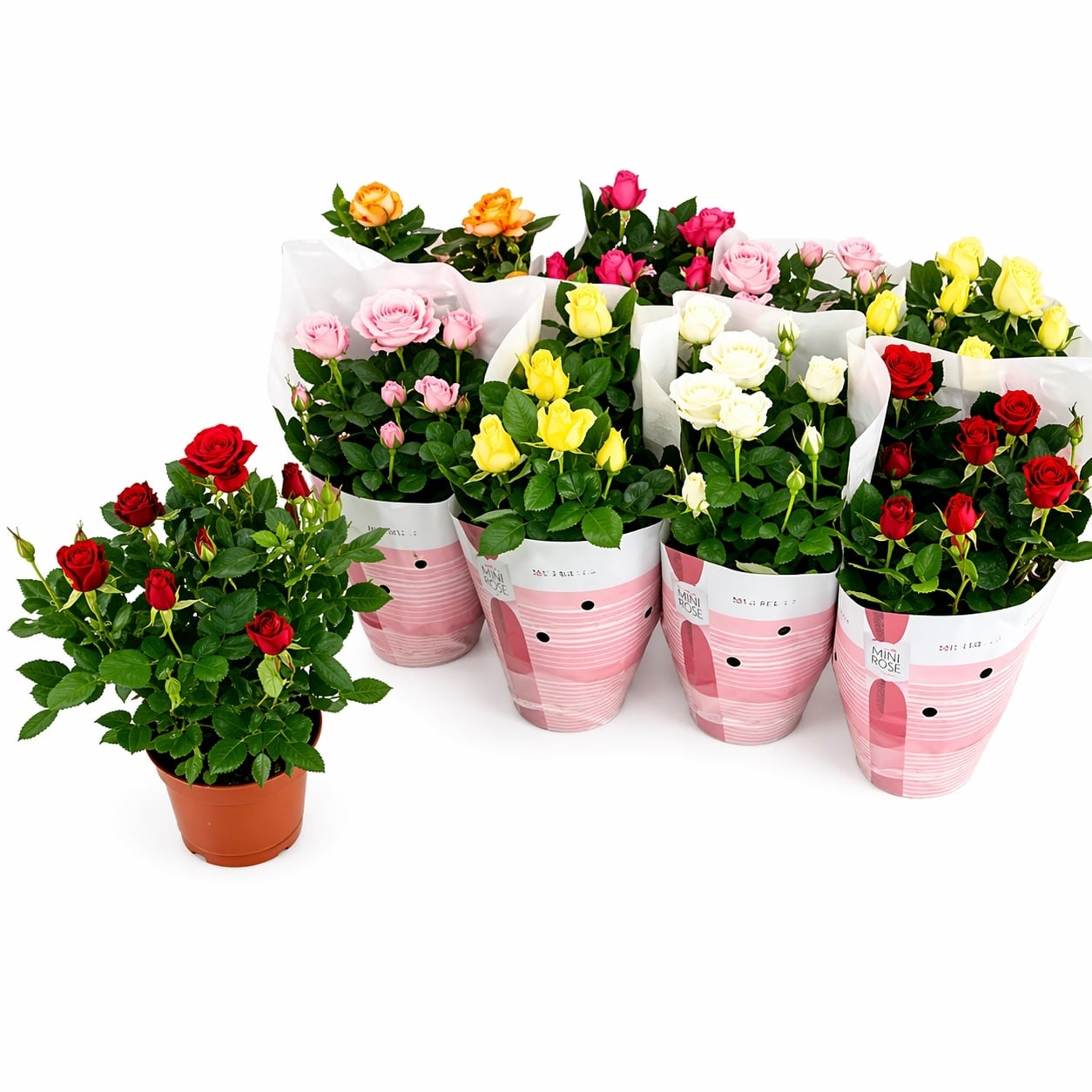 Мини роза Mini rosa dolc'amore C14 / H32