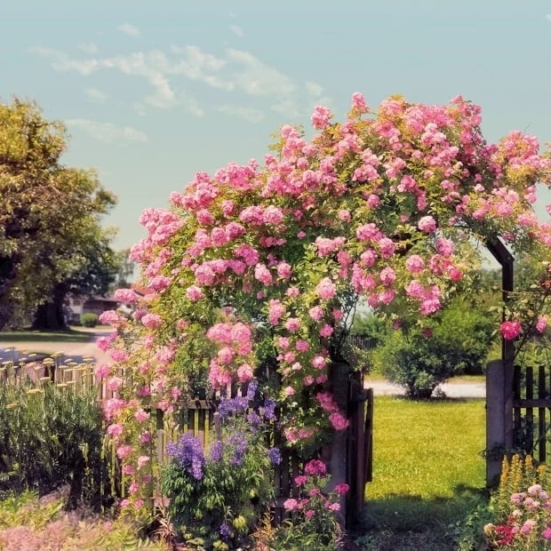 Фототапет Rose Garden 368х254см