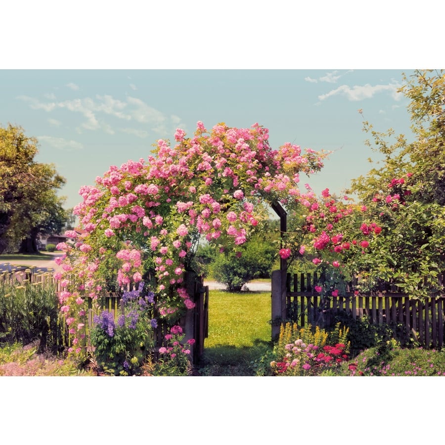 Фототапет Rose Garden 368х254см