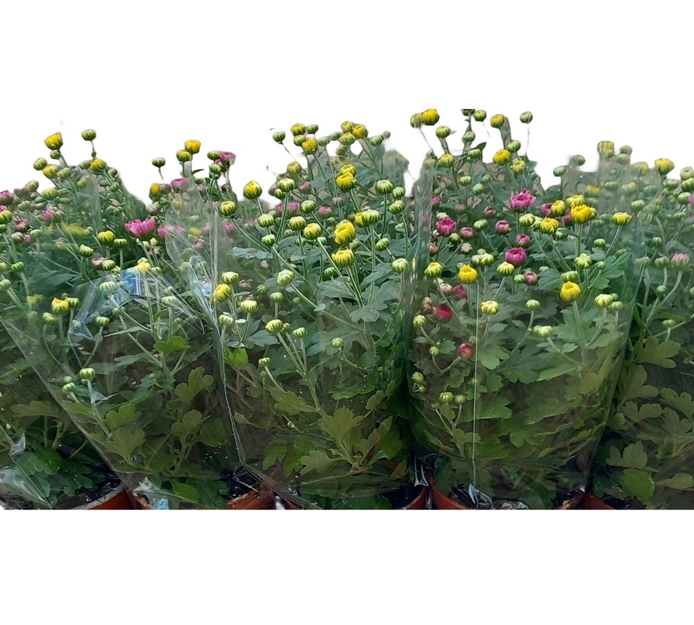 Хризантема микс Chrysanthemum mix C12