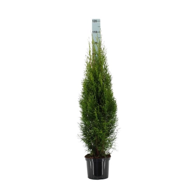 Туя Смарагд Thuja occ. Smaragd 100-120см C5