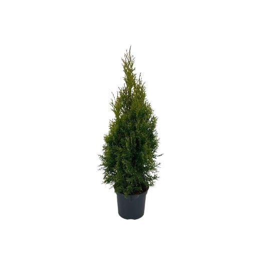 Туя Смарагд Thuja occ. Smaragd 60-80см C2