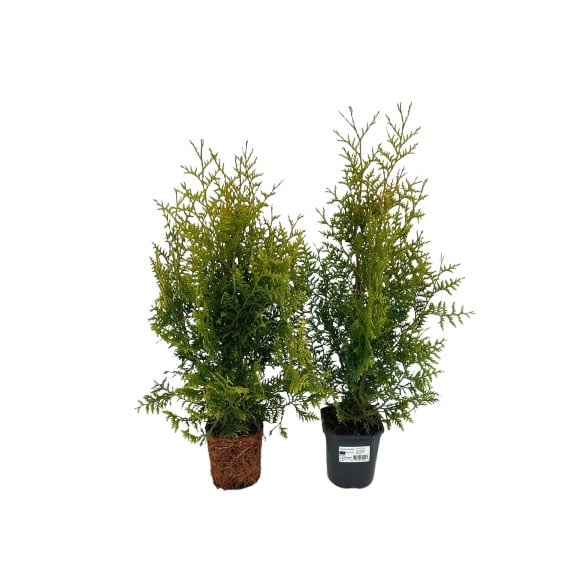 Туя Брабант Thuja occ. Brabant 40-60см C2