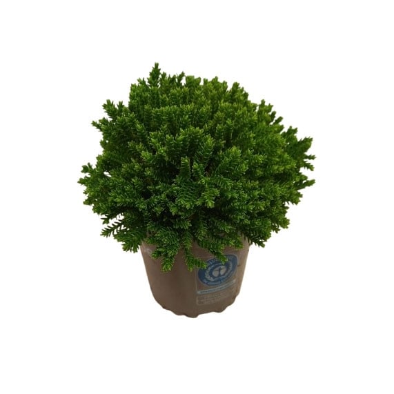 Хебе микс Hebe Mix P10,5 3 Color mix