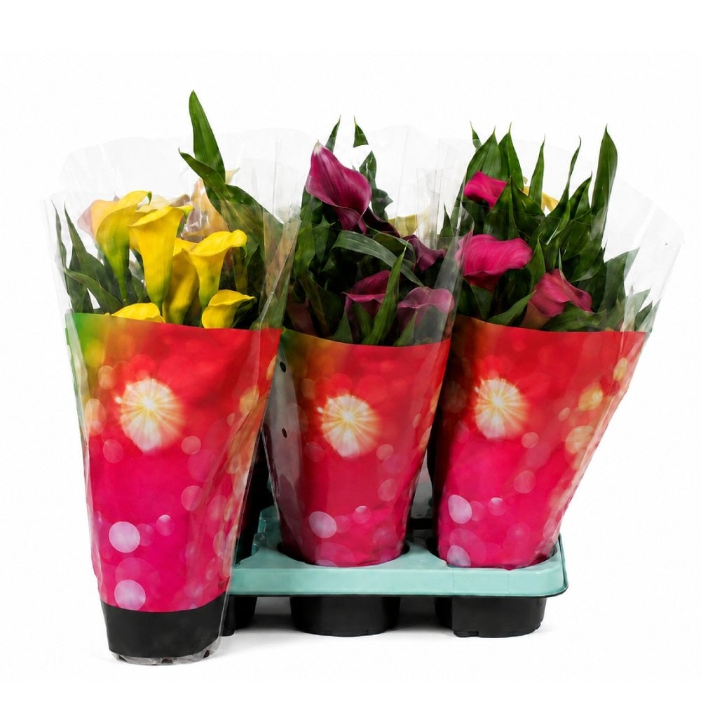 Калия Zantedeschia 35см