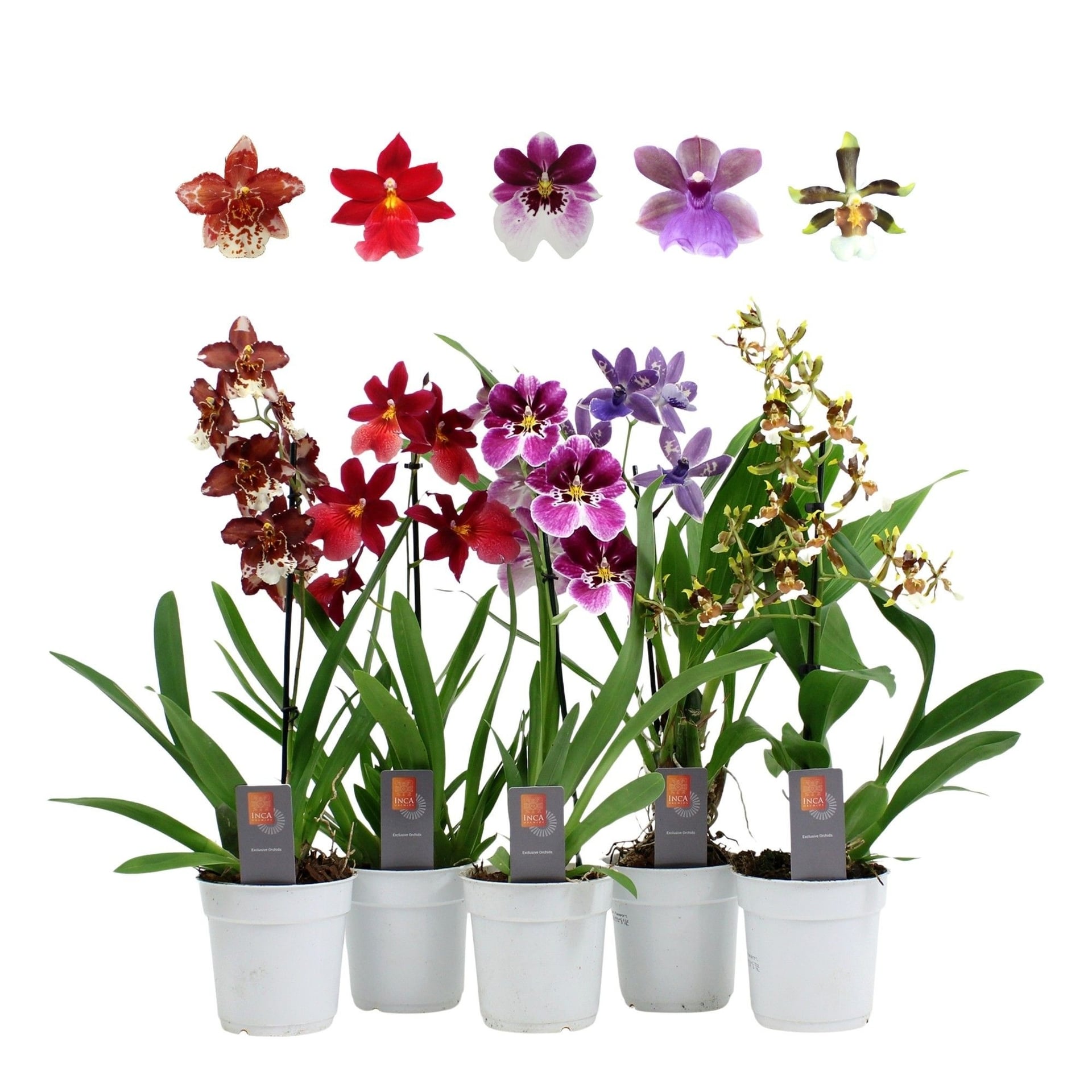 Орхидея IBH Mix Orchids C12
