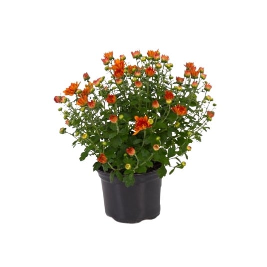 Хризантема ø 9 см