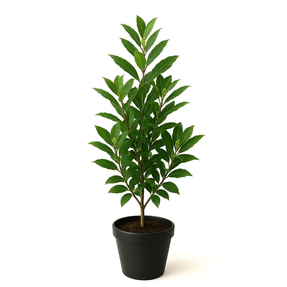 Лавровишна Prunus laur. Rotundifolia' C7 / 100-125см