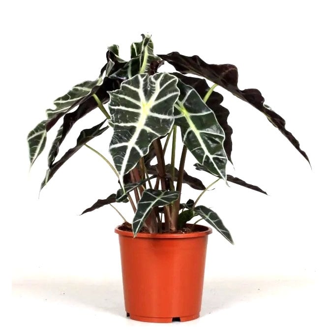 Алоказия Поли Alocasia Polly C17