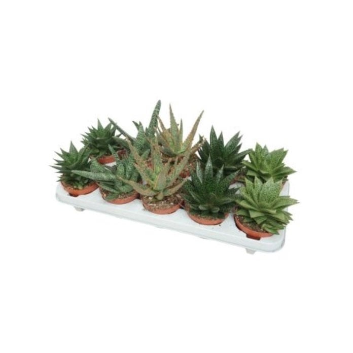 Алое Aloe howorthia C10,5
