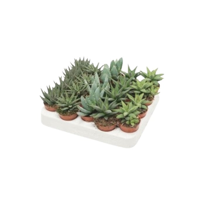 Алое Aloe howorthia D5,5