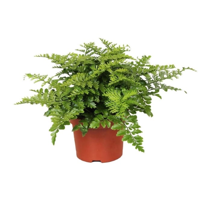 Асплениум IBH C12