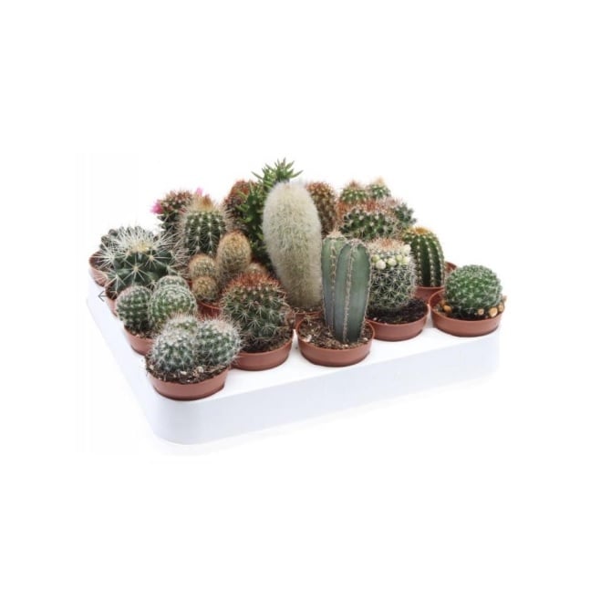 Кактус Cactus mix D5,5