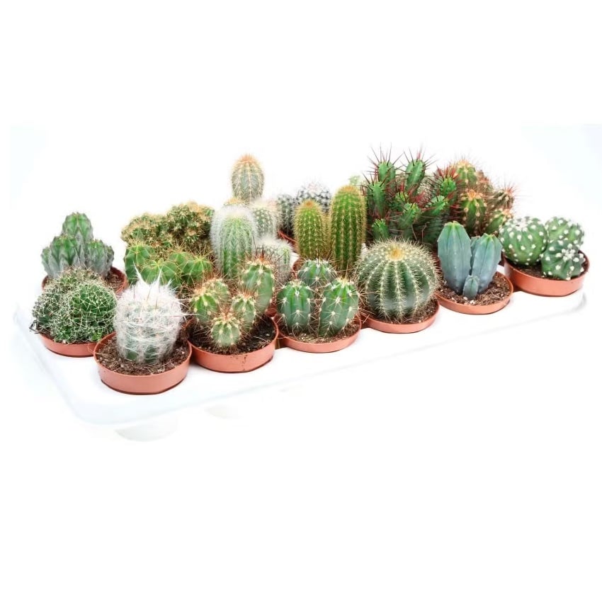 Кактус Cactus mix D8,5