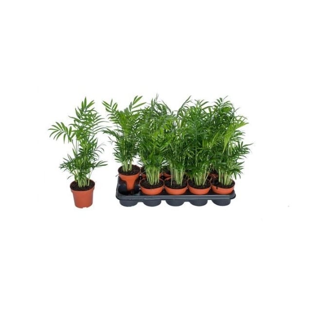 Хамедореа елеганс D12