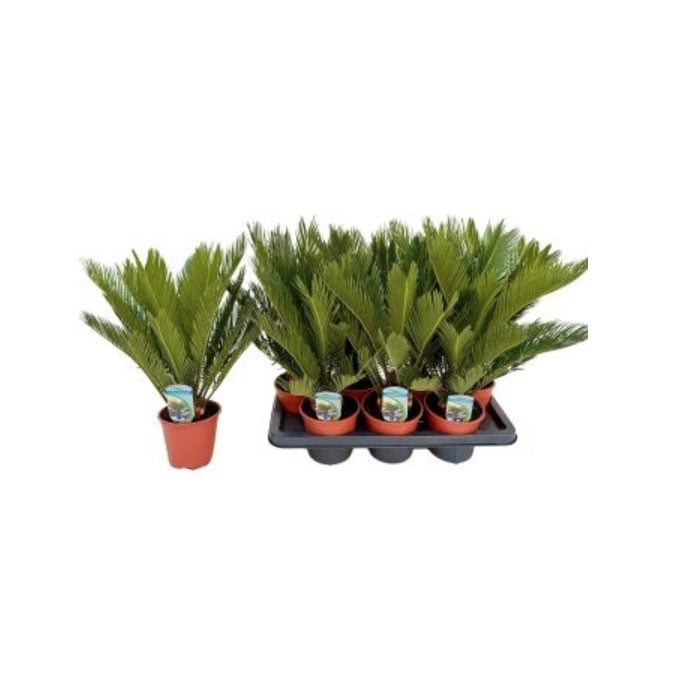 Цикас Cycas revoluta D14