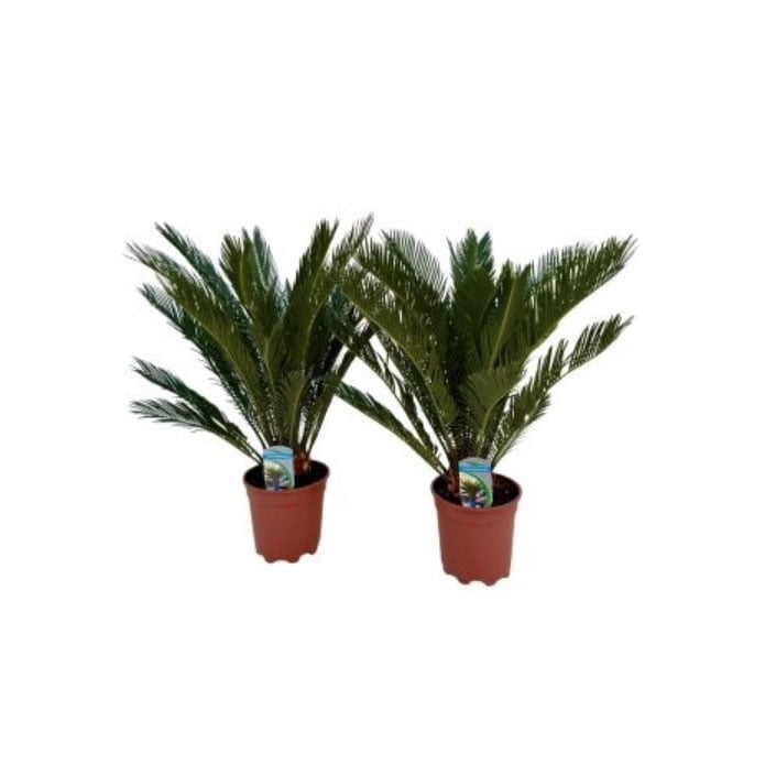 Цикас Cycas revoluta D17