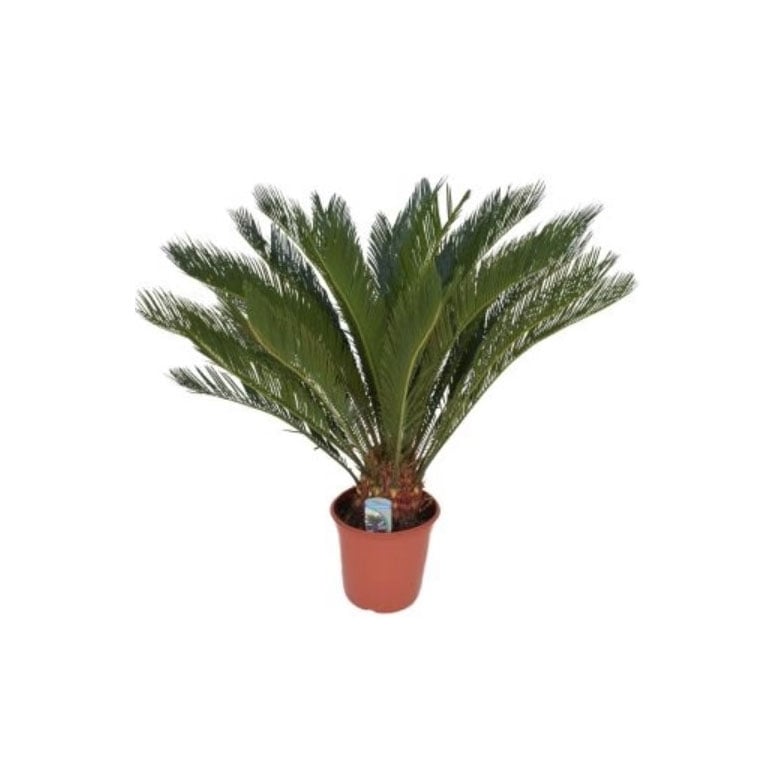 Цикас Cycas revoluta D24