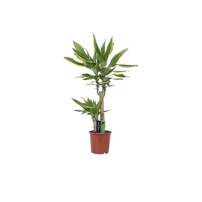 Драцена Golden D17