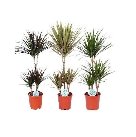 Драцена Marginata D21