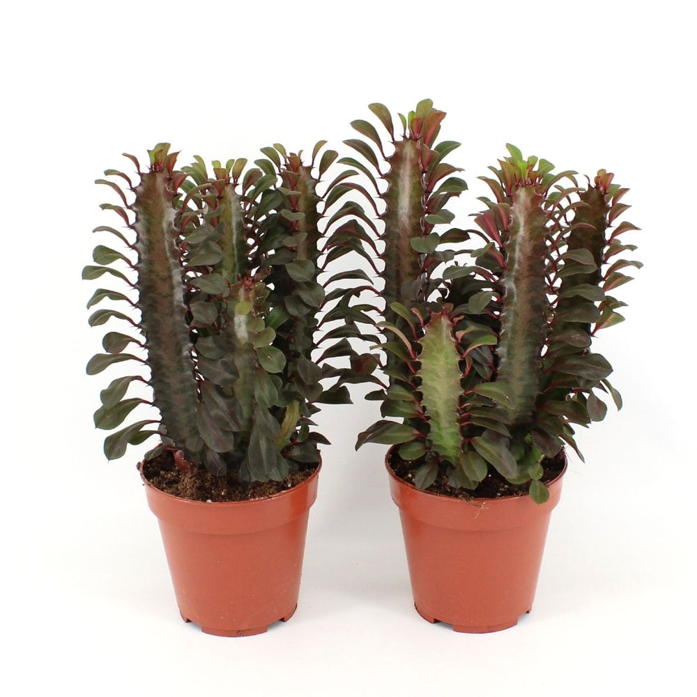 Еуфорбия Euophorbia trigona rubea C12