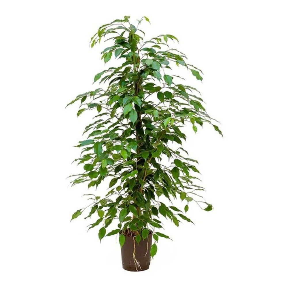 Фикус Бенджамин Exotica C27