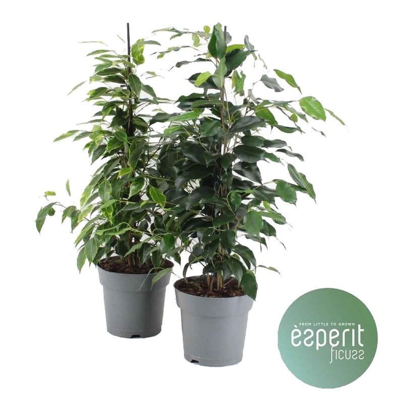 Фикус Ficus mix C17