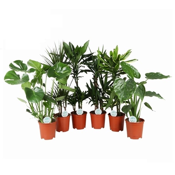 Зелени растения D21