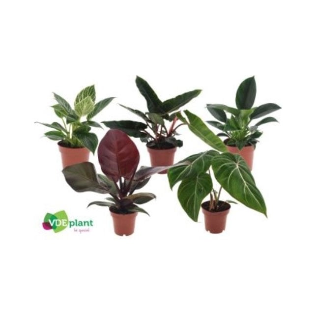 Филадендрон Philodendron mix C12