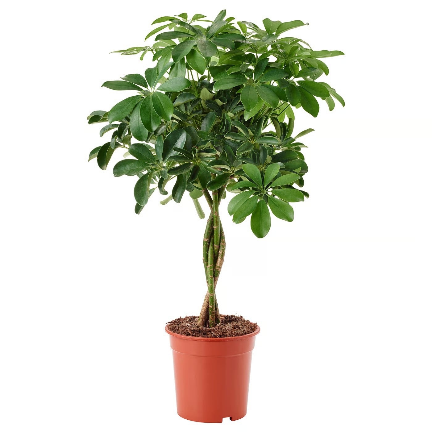 Шефлера Schefflera mix C19
