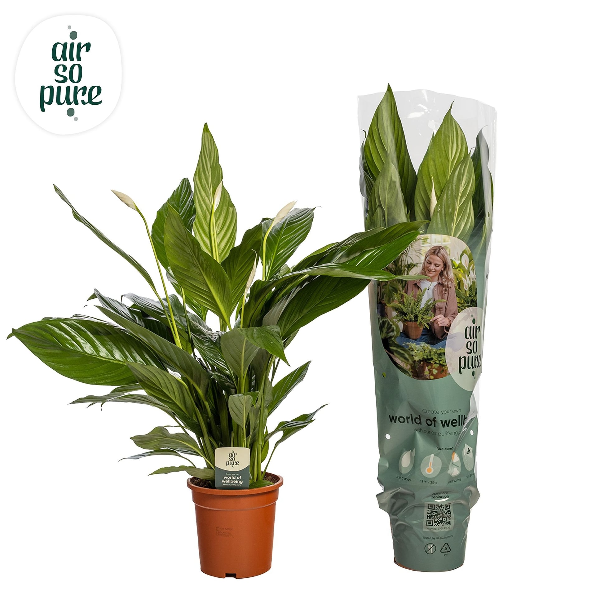 Спатифилум Spathiphyllum C17