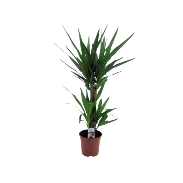 Юка Yucca C17