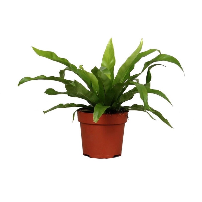 Асплениум / Asplenium antiquum C12