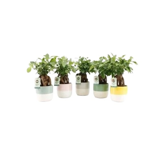 Женшен Ficus retusa IBH C13