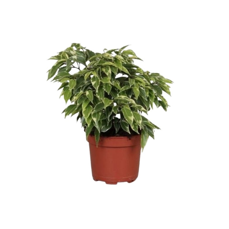 Фикус Бенджамин кинки Ficus Bendj. Kinki C12