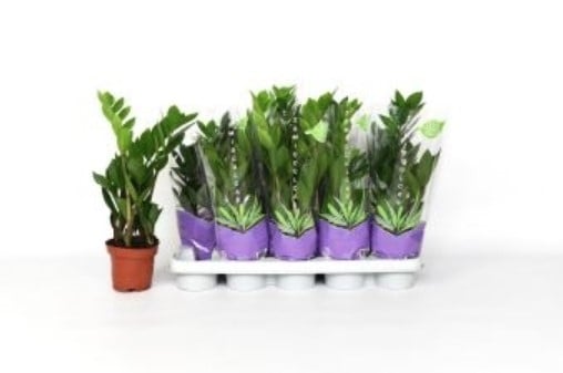 Замиокулкас Zamioculcas IBH С12