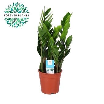 Замиокулкас Zamioculcas IBH С17